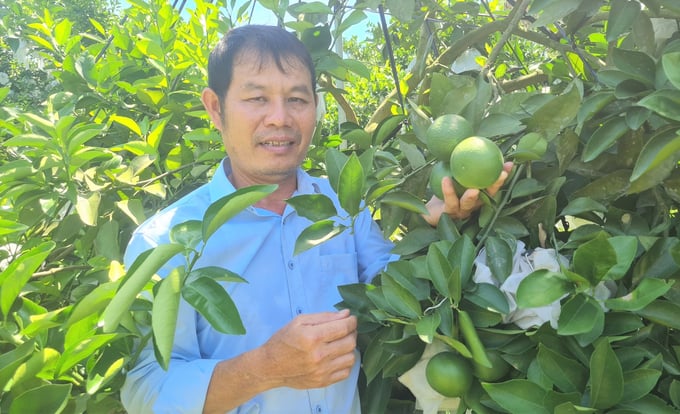 z5723313878672_283390f2c07e63d69e15354fa5b10846-140203_541.jpg Sau 5 năm kiên trì cải tạo đất, canh tác theo hướng hữu cơ, ông Chất đã thu thành quả hết sức mỹ mãn. Ảnh: Việt Khánh.