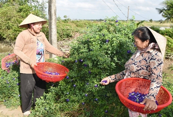 Đường hoa đậu biếc ở Trà Vinh đẹp mê ly luôn, thiên hạ tha hồ chụp hình, dân có thêm tiền chợ- Ảnh 3. Đường hoa đậu biếc ở Trà Vinh đẹp mê ly luôn, thiên hạ tha hồ chụp hình, dân có thêm tiền chợ- Ảnh 3.