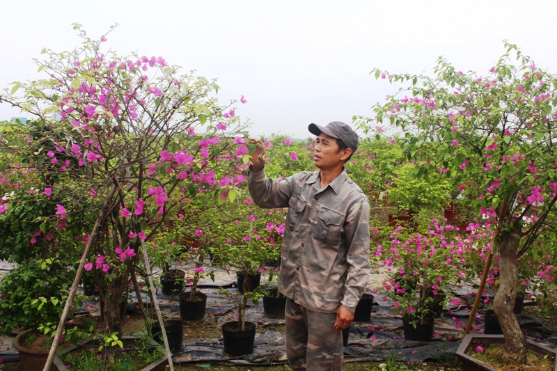 Nghề trồng hoa giấy mang lại thu nhập khá cho nông dân xã Phù Đổng, huyện Gia Lâm. Ảnh: Ánh Ngọc