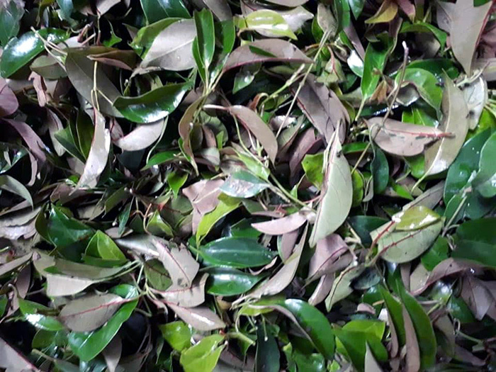 Loại rau rừng Tây Bắc ngon, sạch, lạ muốn đọc phải uốn lưỡi 2 lần, quý như nhân sâm của người Việt- Ảnh 4. Loại rau rừng Tây Bắc ngon, sạch, lạ muốn đọc phải uốn lưỡi 2 lần, quý như nhân sâm của người Việt- Ảnh 4.