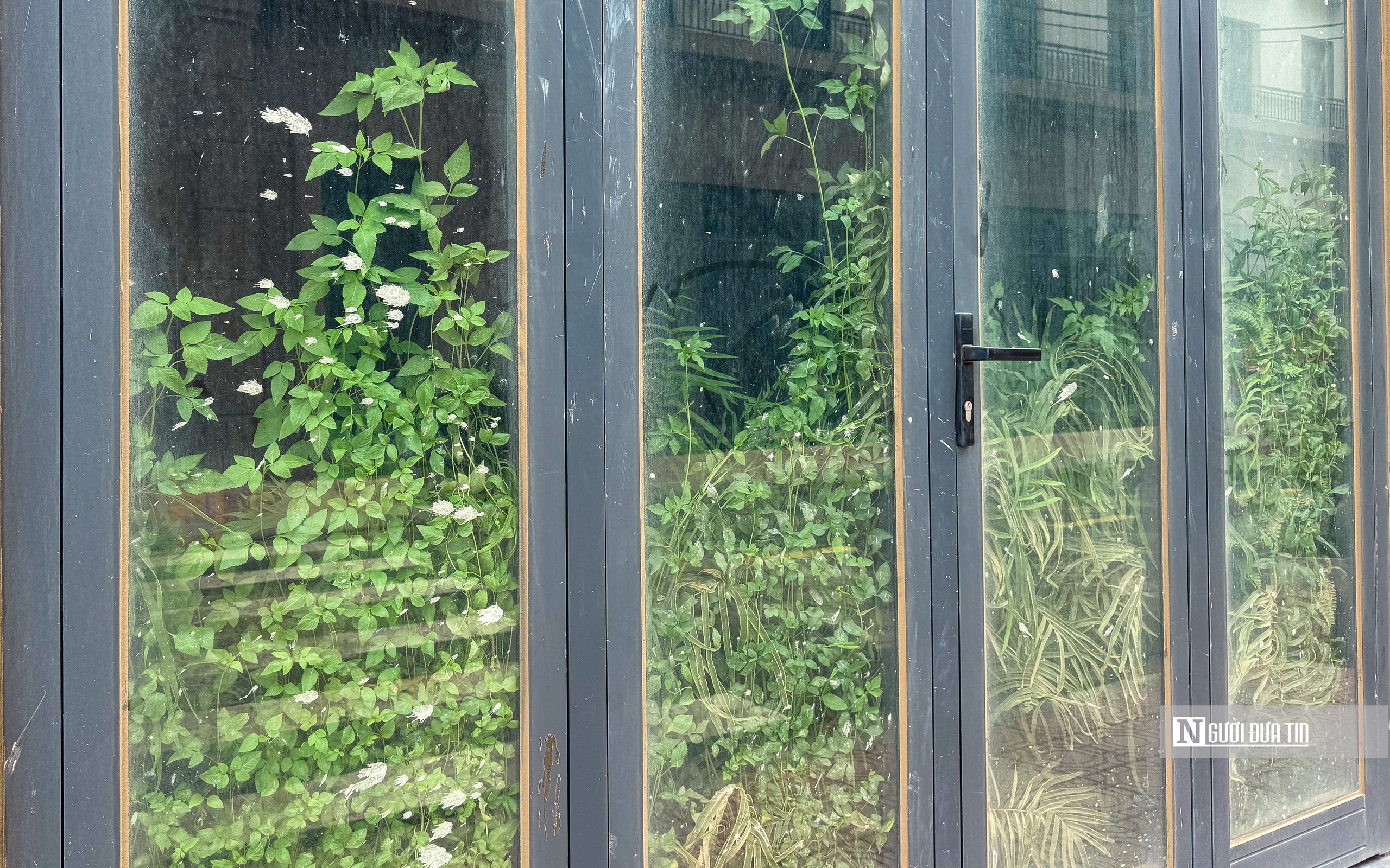 Hà Nội: Cỏ mọc um tùm trong nhà liền kề chục tỷ tại dự án Sơn Đồng Center- Ảnh 9. Hà Nội: Cỏ mọc um tùm trong nhà liền kề chục tỷ tại dự án Sơn Đồng Center- Ảnh 9.