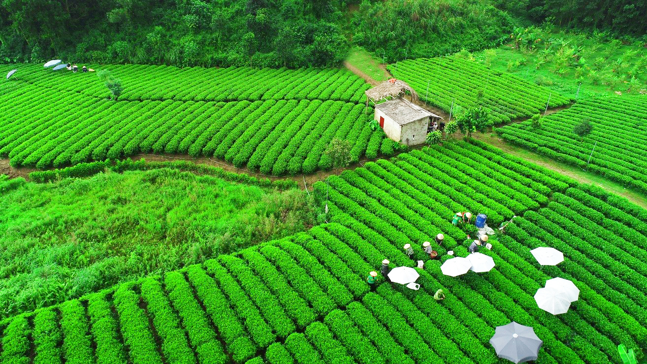 Để đồi chè Thái Nguyên thêm xanh và gia tăng giá trị- Ảnh 2. Để đồi chè Thái Nguyên thêm xanh và gia tăng giá trị- Ảnh 2.