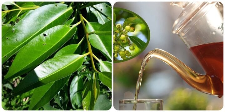 Các bài thuốc chữa bệnh từ lá vối - Ảnh 1. Các bài thuốc chữa bệnh từ lá vối - Ảnh 1.