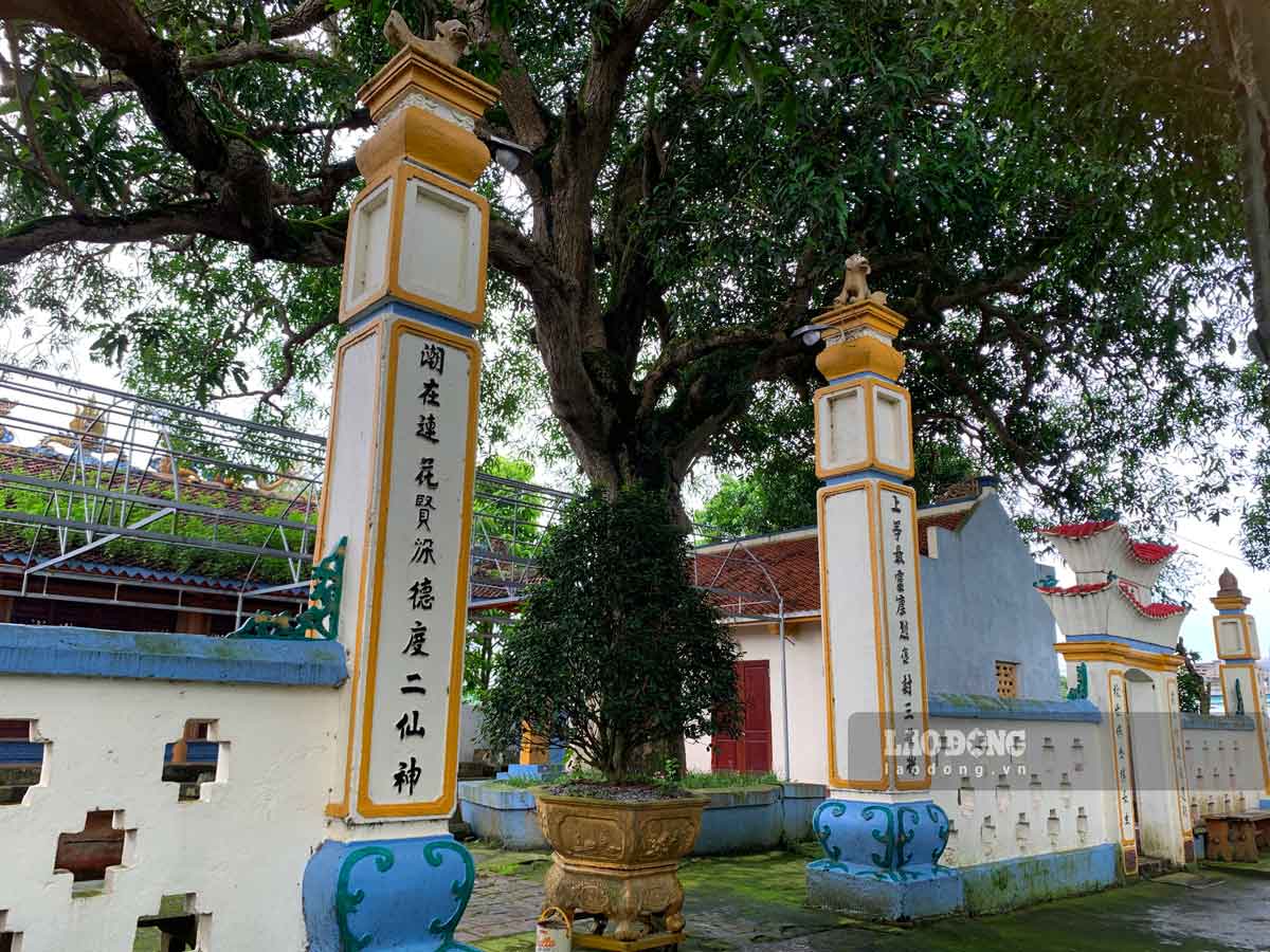 Cây cổ thụ gần 400 năm tuổi ở ngôi đền thiêng Nam Định là cây trôi, còn gọi là quéo, cây xoài rừng- Ảnh 1. Cây cổ thụ gần 400 năm tuổi ở ngôi đền thiêng Nam Định là cây trôi, còn gọi là quéo, cây xoài rừng- Ảnh 1.