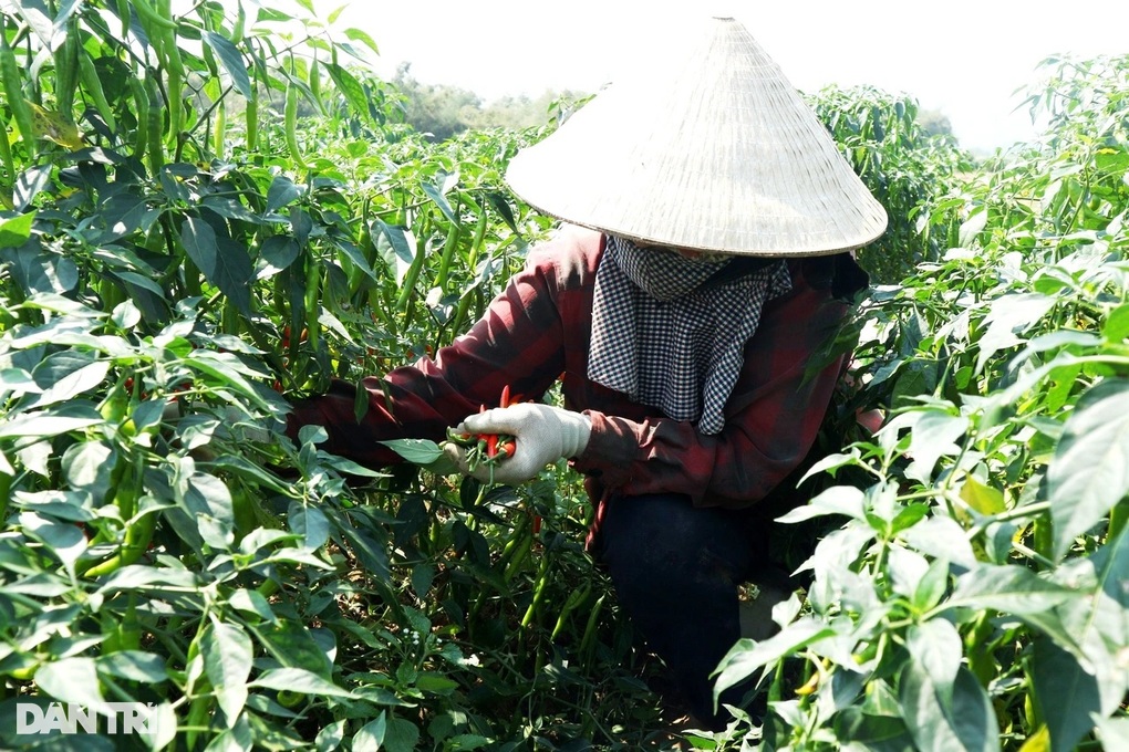 Đài Loan, Mỹ ồ ạt nhập ớt từ Việt Nam - 1 Đài Loan, Mỹ ồ ạt nhập ớt từ Việt Nam - 1