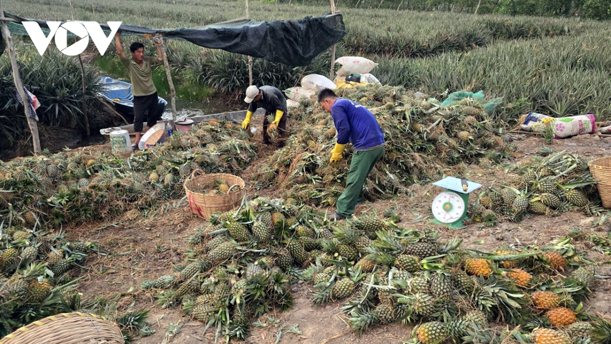 giá nhiều loại trái cây ở tiền giang và bến tre tăng cao do thiếu nguồn cung hình ảnh 1 gia nhieu loai trai cay o tien giang va ben tre tang cao do thieu nguon cung hinh anh 1