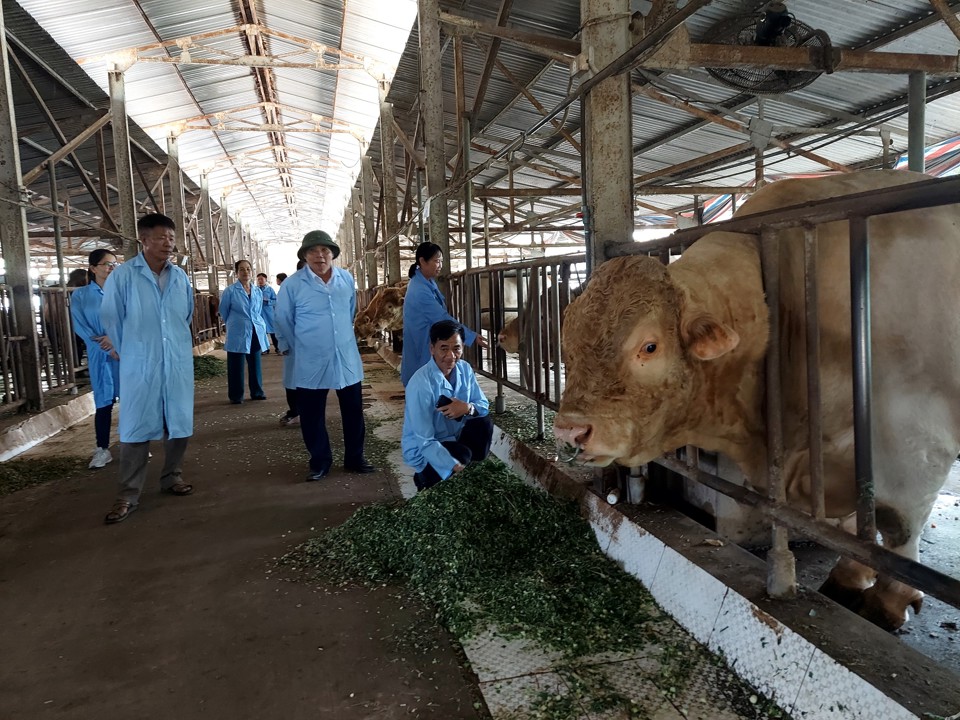 Tổng đàn bò cả nước hiện nay là 6,23 triệu, hàng ngày thải ra môi trường một lượng lớn chất thải.