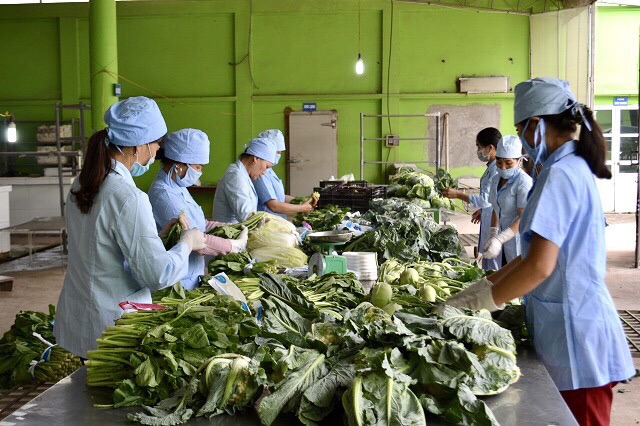 Sơ chế rau an toàn tại Hợp tác xã Dịch vụ nông nghiệp Văn Đức (huyện Gia Lâm). Ảnh: Ánh Ngọc