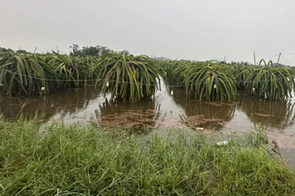 Mưa lớn cuốn trôi xe máy, ngập nhiều vườn thanh long ở Bình Thuận - 1 Mưa lớn cuốn trôi xe máy, ngập nhiều vườn thanh long ở Bình Thuận - 1