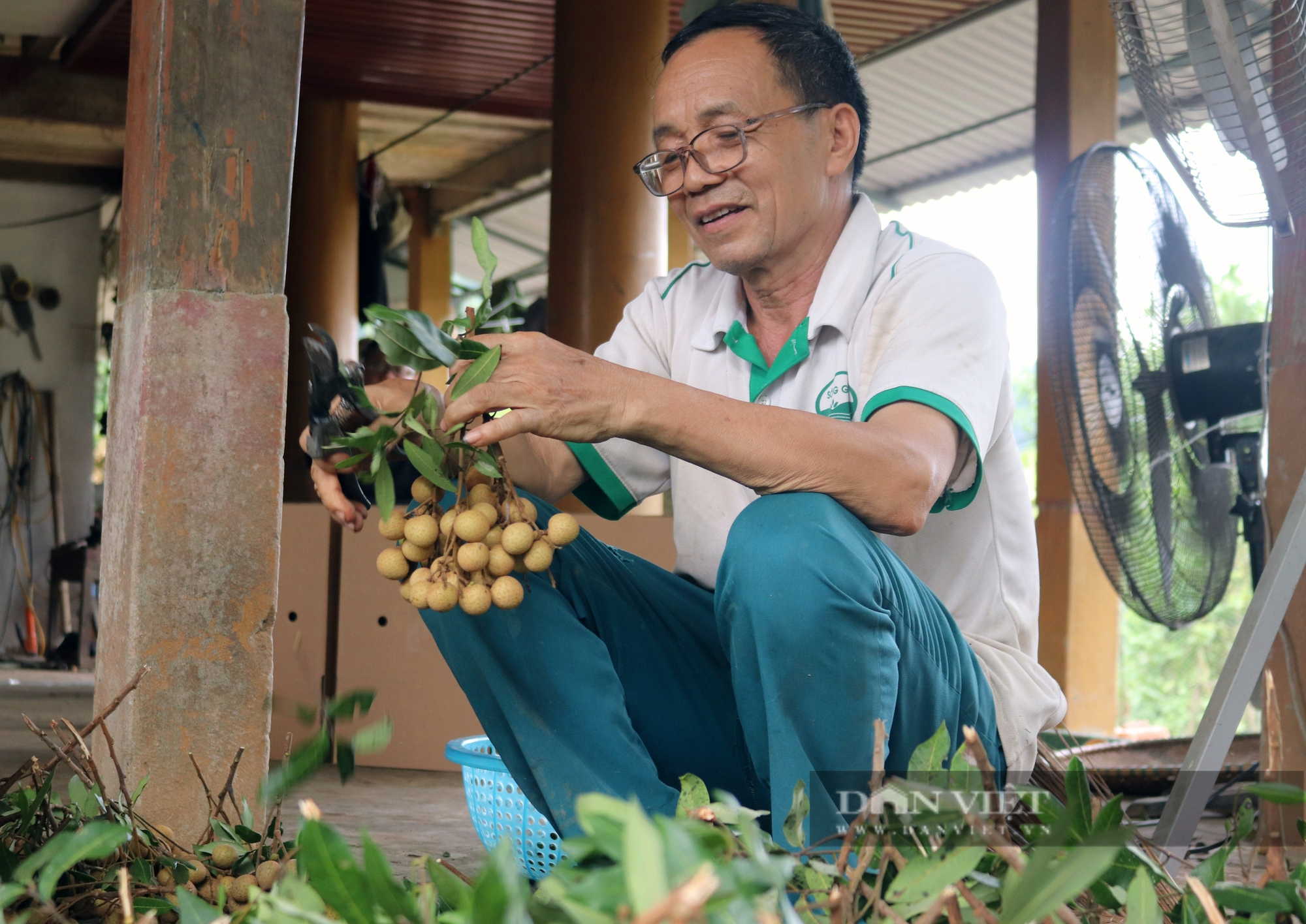 Người gây dựng thương hiệu nhãn Xuân Thủy ở Hòa Bình- Ảnh 1. Người gây dựng thương hiệu nhãn Xuân Thủy ở Hòa Bình- Ảnh 1.