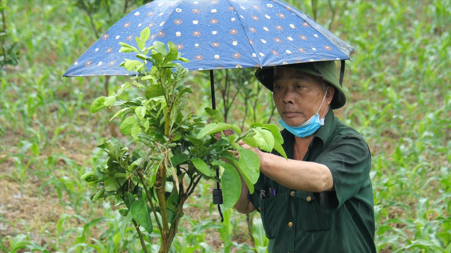 Trên diện tích trồng bưởi da xanh, gia đình ông Chưng tận dụng trồng thêm ngô khi cây bưởi còn nhỏ, tán chưa rộng. Trên diện tích trồng bưởi da xanh, gia đình ông Chưng tận dụng trồng thêm ngô khi cây bưởi còn nhỏ, tán chưa rộng.