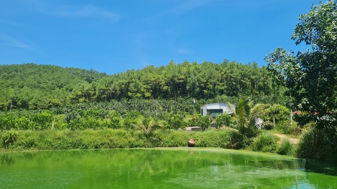 z5723313894865_273c2994b7ab5b9deb4c4f5253b4ee55-140206_20.jpg Trang trại của ông Lê Công Chất áp dụng canh tác theo hướng hữu cơ. Ảnh: Việt Khánh.