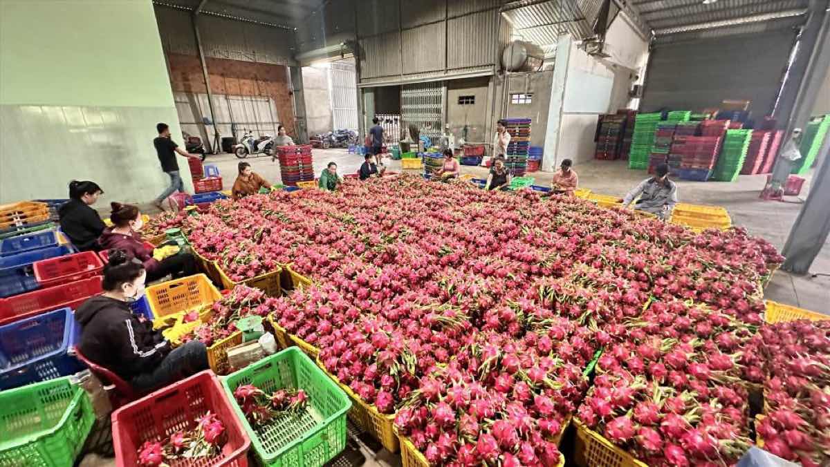 Các thương lái thu mua thanh long về vựa. Ảnh: Duy Tuấn