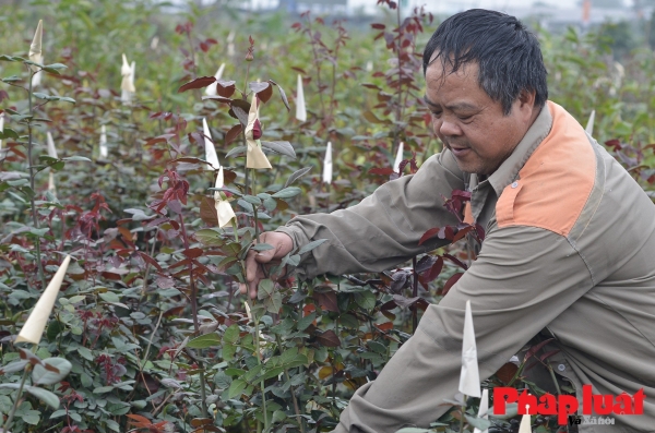 Người nông dân thủ phủ hoa Mê Linh (Hà Nội) thu hoạch hoa hồng để cung ứng ra thị trường. Ảnh: Khánh Huy