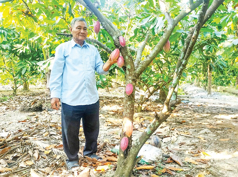 Trồng ca cao, thứ cây ra trái to bự trên thân, ông nông dân Vĩnh Long hễ bẻ là bán hết veo- Ảnh 1. Trồng ca cao, thứ cây ra trái to bự trên thân, ông nông dân Vĩnh Long hễ bẻ là bán hết veo- Ảnh 1.