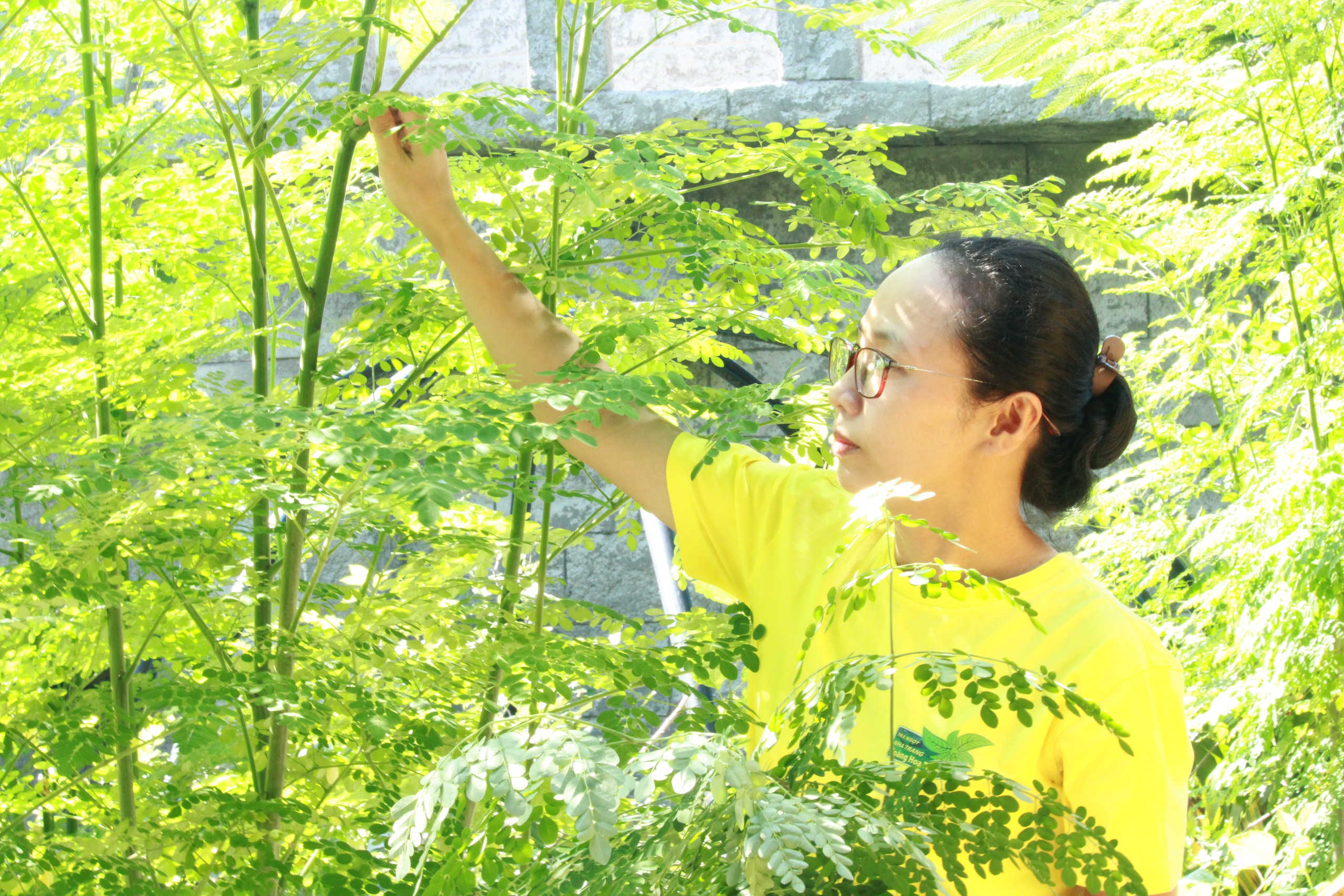Cô chủ 8X xinh đẹp bán sản phẩm trà chùm ngây theo cách mới khách đến liên tục- Ảnh 1. Cô chủ 8X xinh đẹp bán sản phẩm trà chùm ngây theo cách mới khách đến liên tục- Ảnh 1.