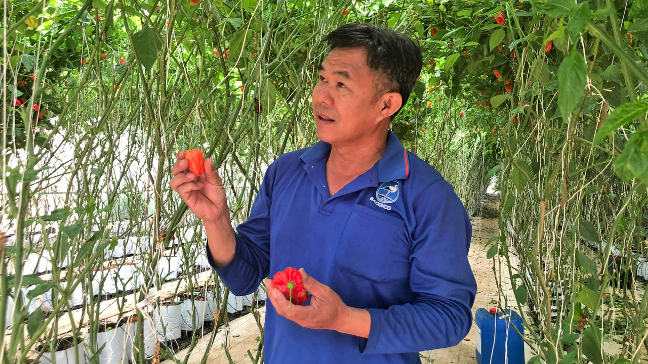 Trồng giống ớt có hình dáng kỳ lạ như mặt quỷ, vị cay đặc biệt, nông dân Lâm Đồng được doanh nghiệp bao tiêu- Ảnh 1. Trồng giống ớt có hình dáng kỳ lạ như mặt quỷ, vị cay đặc biệt, nông dân Lâm Đồng được doanh nghiệp bao tiêu- Ảnh 1.