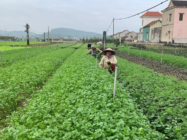 Một cánh đồng ở Nghệ An, dân trồng thứ rau gì mà