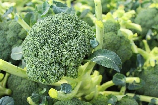 10 loại rau giàu chất sắt - Ảnh 1. Súp lơ xanh giàu chất gì? Tại sao súp lơ xanh là thực phẩm bổ dưỡng? – Sulforaphane Kagome - TPBVSK GAN số 1 từ Nhật Bản