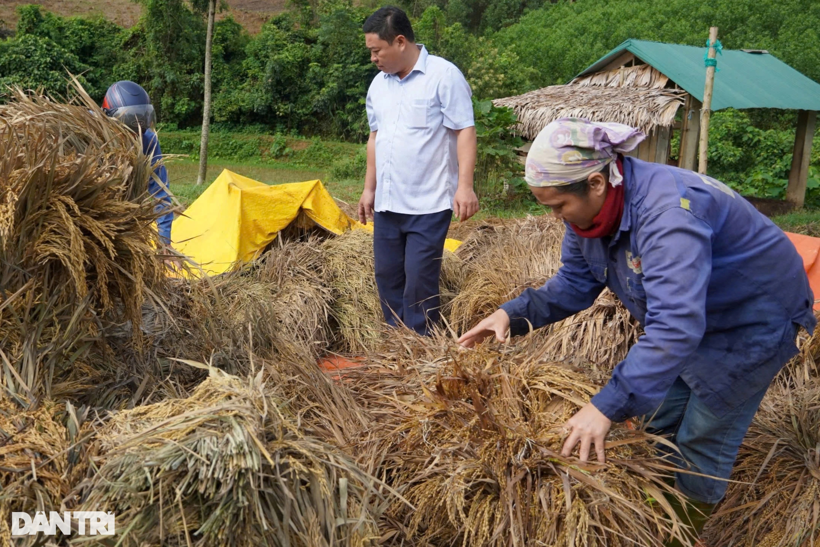 130ha lúa tan hoang sau lũ, xã nghèo thiệt hại 10 tỷ đồng - 1 130ha lúa tan hoang sau lũ, xã nghèo thiệt hại 10 tỷ đồng - 1