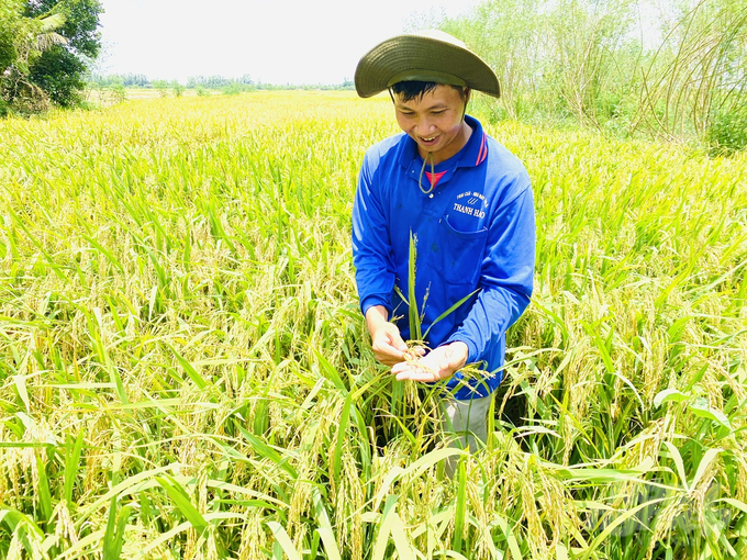 anh-4-115215_374-115215.jpg Sản xuất lúa hữu cơ luôn cho thu nhập cao hơn so với sản xuất truyền thống. Ảnh: Lê Hoàng Vũ.