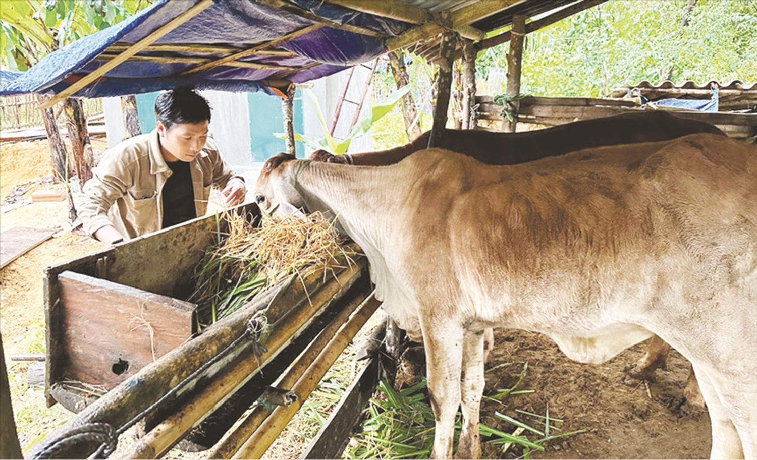 Anh Lê Thanh Ban ở xã Quảng Nhâm, huyện A Lưới chăm sóc 2 con bò được hỗ trợ từ nguồn vốn Chương trình MTQG 1719 Anh Lê Thanh Ban ở xã Quảng Nhâm, huyện A Lưới chăm sóc 2 con bò được hỗ trợ từ nguồn vốn Chương trình MTQG 1719