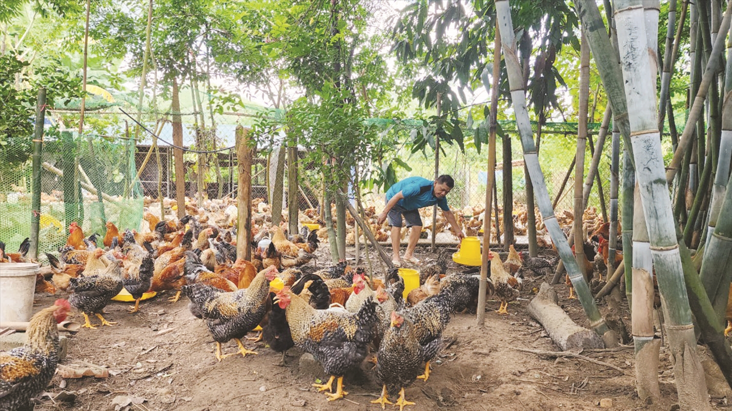 Ông Hoàng Văn Hưng cho gà ăn theo chế độ đàn, lứa, loại gà Ông Hoàng Văn Hưng cho gà ăn theo chế độ đàn, lứa, loại gà