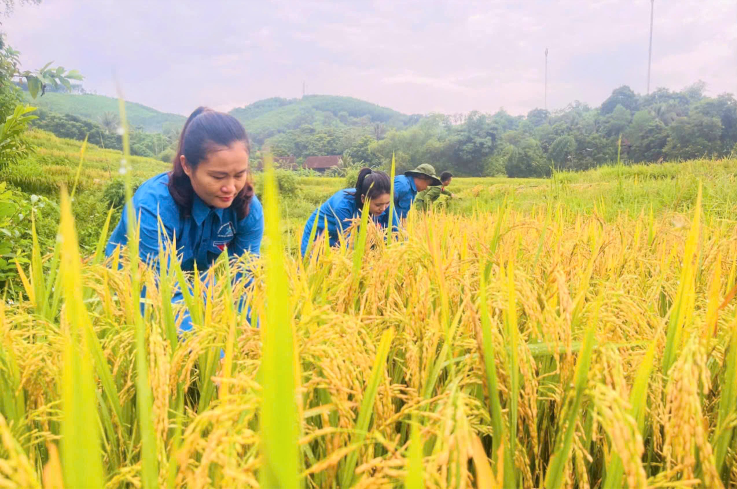 Nghệ An: Công an, cảnh sát, thanh niên xuống đồng giúp dân thu hoạch lúa hè thu Nghệ An: Công an, cảnh sát, thanh niên xuống đồng giúp dân thu hoạch lúa hè thu