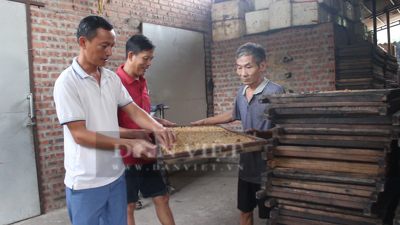 Nông dân Sơn La trồng nhãn chín sớm ra quả ngọt lịm, giá bán gấp đôi chính vụ- Ảnh 7. Nông dân Sơn La trồng nhãn chín sớm ra quả ngọt lịm, giá bán gấp đôi chính vụ- Ảnh 7.