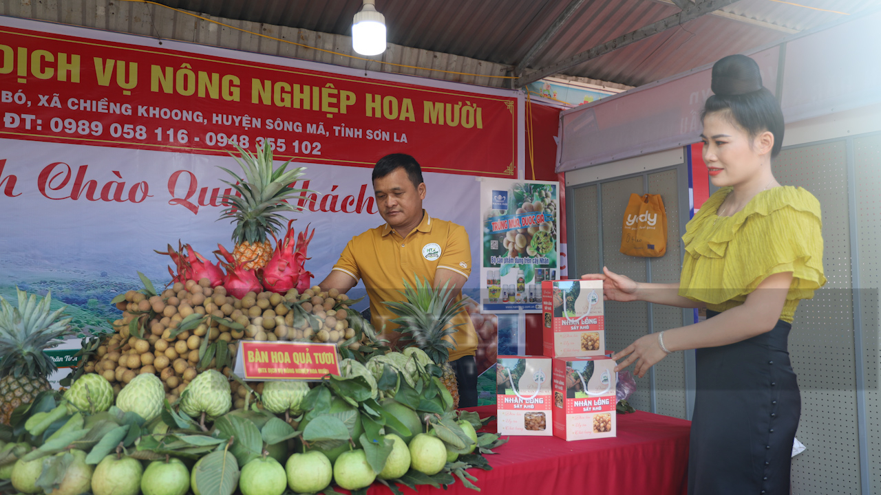 Nông dân Sơn La trồng nhãn chín sớm ra quả ngọt lịm, giá bán gấp đôi chính vụ- Ảnh 8. Nông dân Sơn La trồng nhãn chín sớm ra quả ngọt lịm, giá bán gấp đôi chính vụ- Ảnh 8.