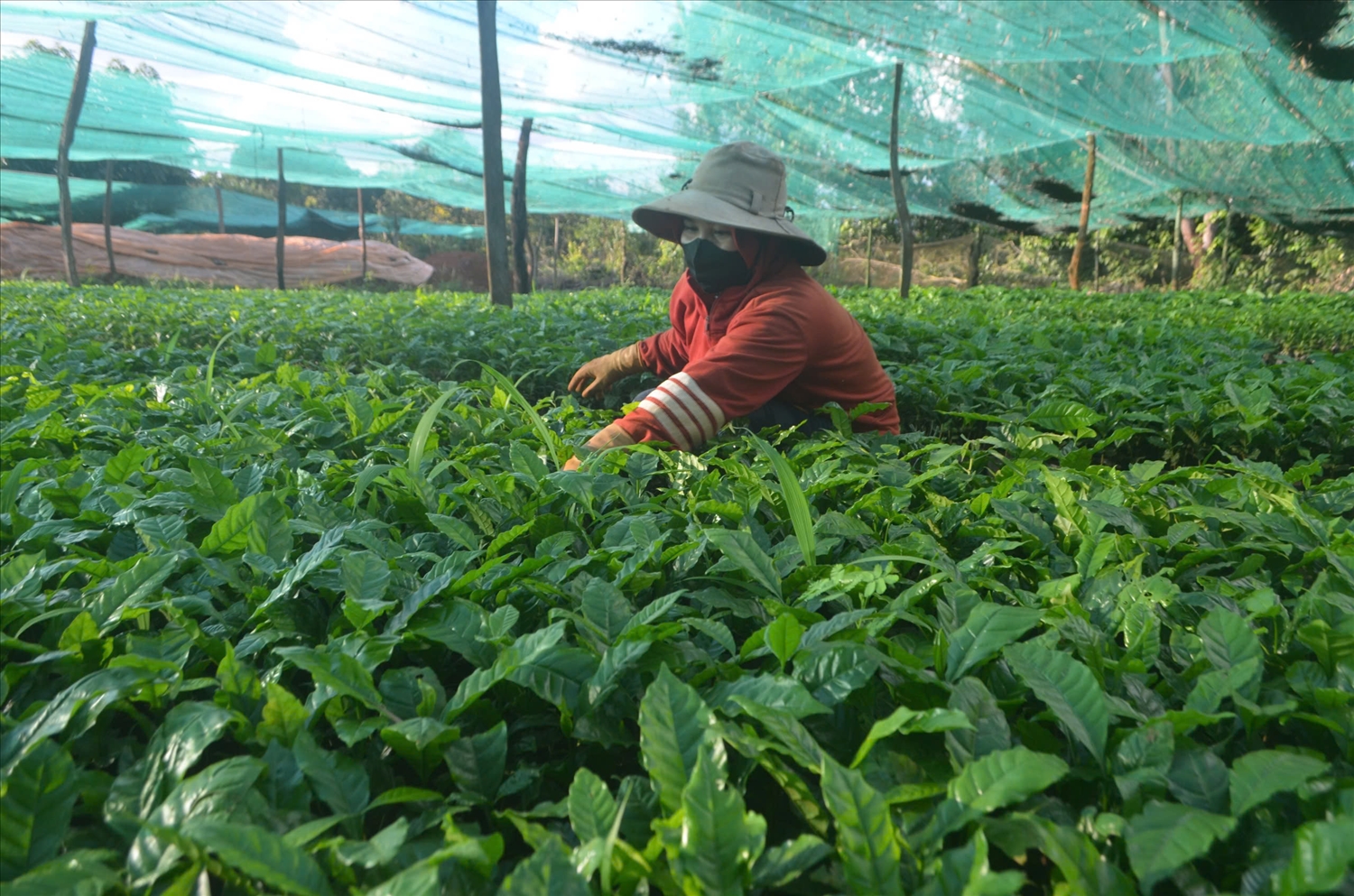 Giống tác động trực tiếp đến kết quả, hiệu quả sản xuất của hộ sản xuất liên quan lĩnh vực nông nghiệp Giống tác động trực tiếp đến kết quả, hiệu quả sản xuất của hộ sản xuất liên quan lĩnh vực nông nghiệp