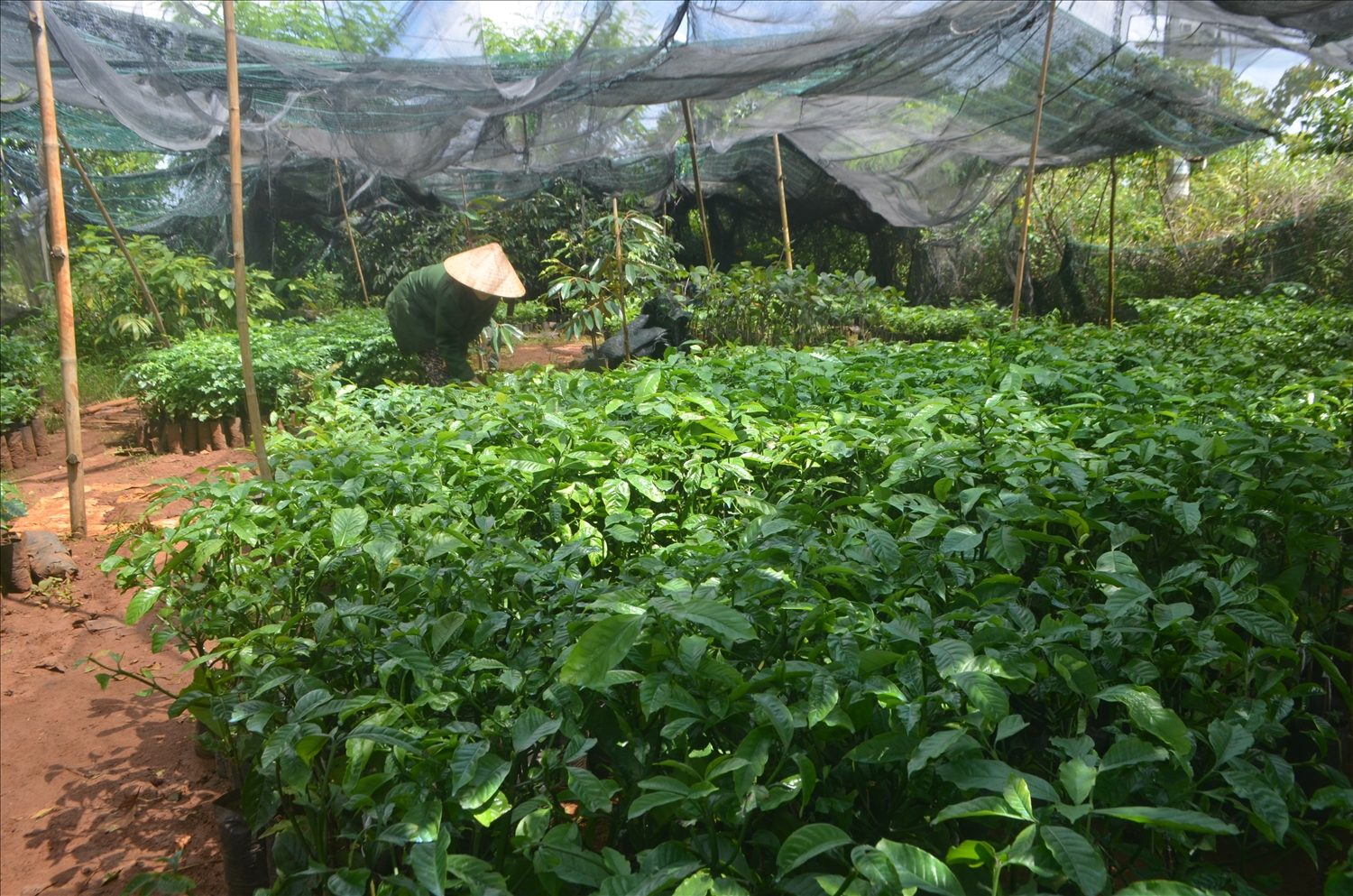 Nhiều cơ sở sản xuất kinh doanh giống trên địa bàn tỉnh còn hạn chế về mặt số lượng, chất lượng và quy mô Nhiều cơ sở sản xuất kinh doanh giống trên địa bàn tỉnh còn hạn chế về mặt số lượng, chất lượng và quy mô