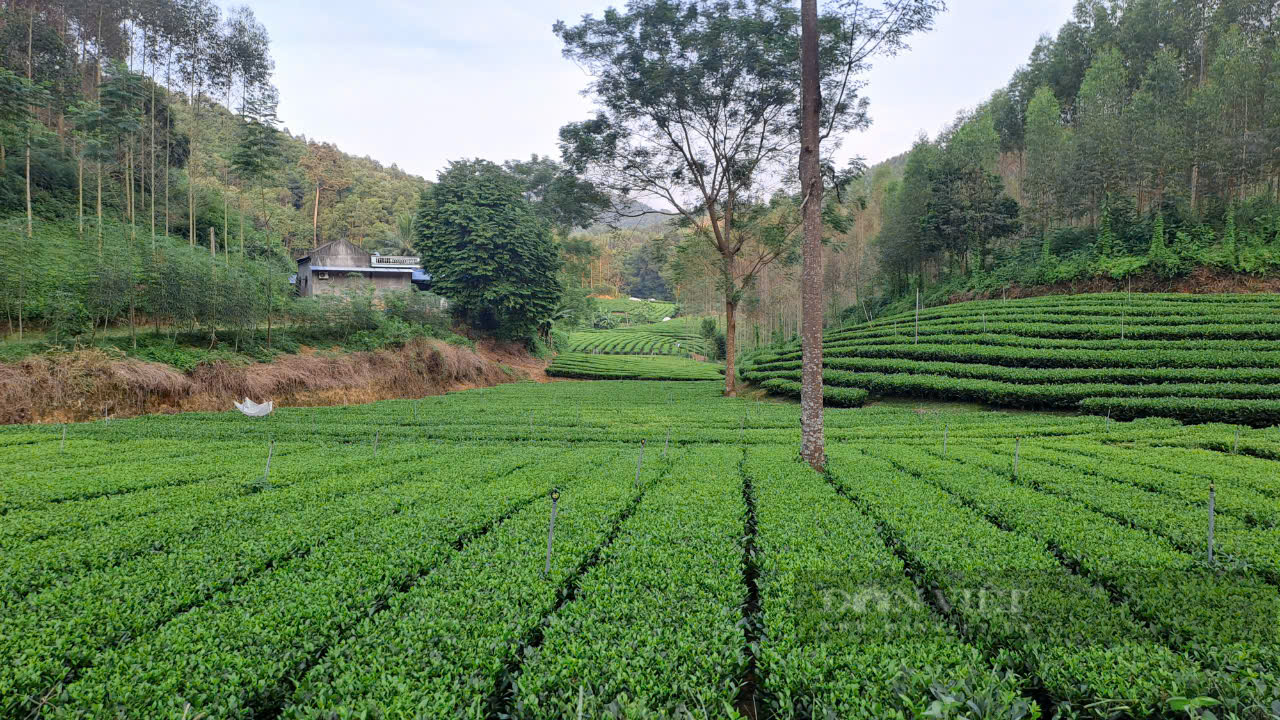 Khởi nghiệp thành công với nghề làm chè, anh nông dân Thái Nguyên thu 3 tỷ đồng mỗi năm- Ảnh 2. Khởi nghiệp thành công với nghề làm chè, anh nông dân Thái Nguyên thu 3 tỷ đồng mỗi năm- Ảnh 2.