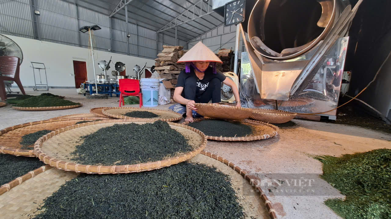 Khởi nghiệp thành công với nghề làm chè, anh nông dân Thái Nguyên thu 3 tỷ đồng mỗi năm- Ảnh 7. Khởi nghiệp thành công với nghề làm chè, anh nông dân Thái Nguyên thu 3 tỷ đồng mỗi năm- Ảnh 7.