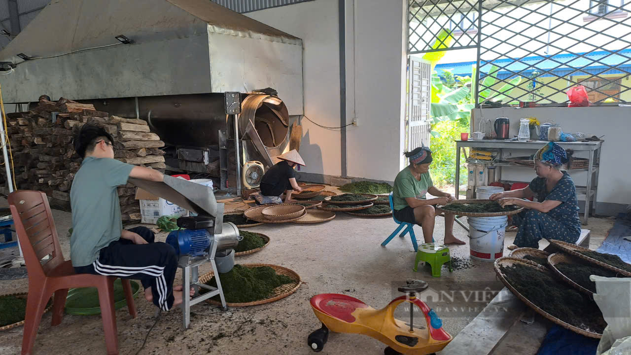 Khởi nghiệp thành công với nghề làm chè, anh nông dân Thái Nguyên thu 3 tỷ đồng mỗi năm- Ảnh 8. Khởi nghiệp thành công với nghề làm chè, anh nông dân Thái Nguyên thu 3 tỷ đồng mỗi năm- Ảnh 8.