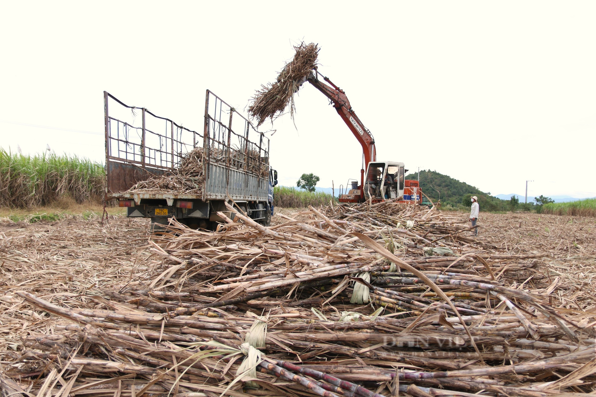 Nông dân ở thủ phủ trồng mía, mì lớn nhất Ninh Thuận mong muốn phát triển kinh tế hợp tác xã- Ảnh 6. Nông dân ở thủ phủ trồng mía, mì lớn nhất Ninh Thuận mong muốn phát triển kinh tế hợp tác xã- Ảnh 6.