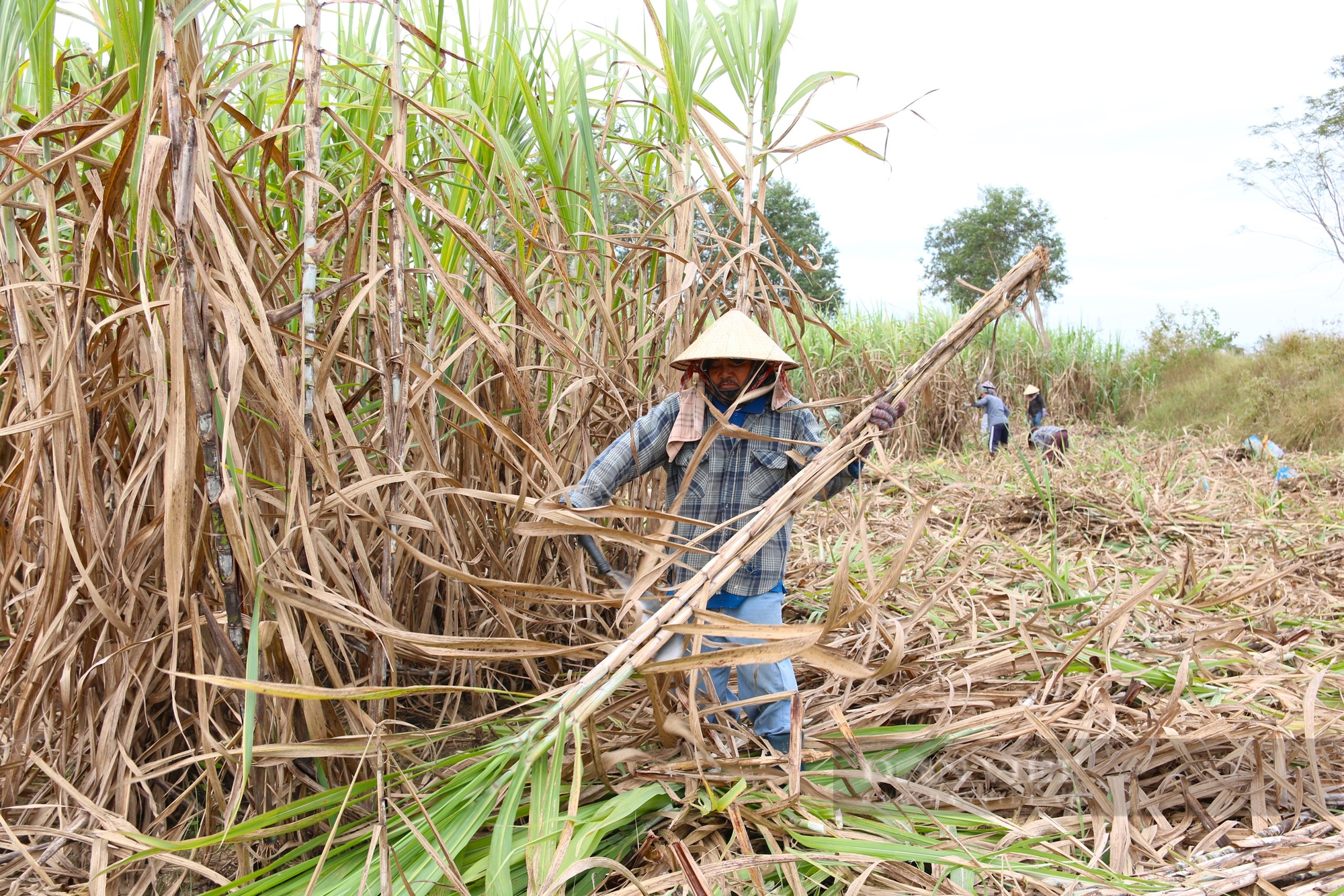 Nông dân ở thủ phủ trồng mía, mì lớn nhất Ninh Thuận mong muốn phát triển kinh tế hợp tác xã- Ảnh 5. Nông dân ở thủ phủ trồng mía, mì lớn nhất Ninh Thuận mong muốn phát triển kinh tế hợp tác xã- Ảnh 5.