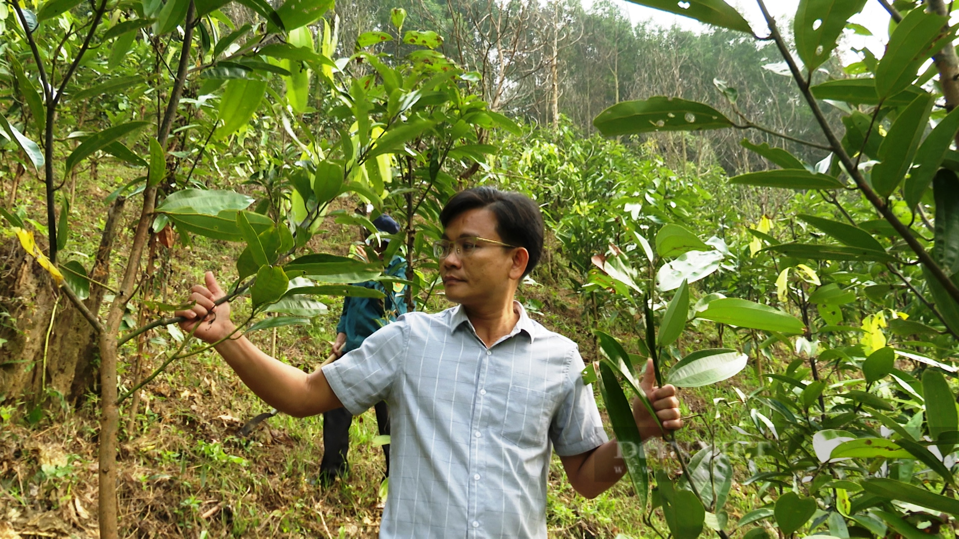 Trồng loại cây xứ Bắc lấy vỏ bán có mùi thơm, cay như ớt, nông dân Tiên Phước tính lãi gần 1 tỷ/ha- Ảnh 4. Trồng loại cây xứ Bắc lấy vỏ bán có mùi thơm, cay như ớt, nông dân Tiên Phước tính lãi gần 1 tỷ/ha- Ảnh 4.