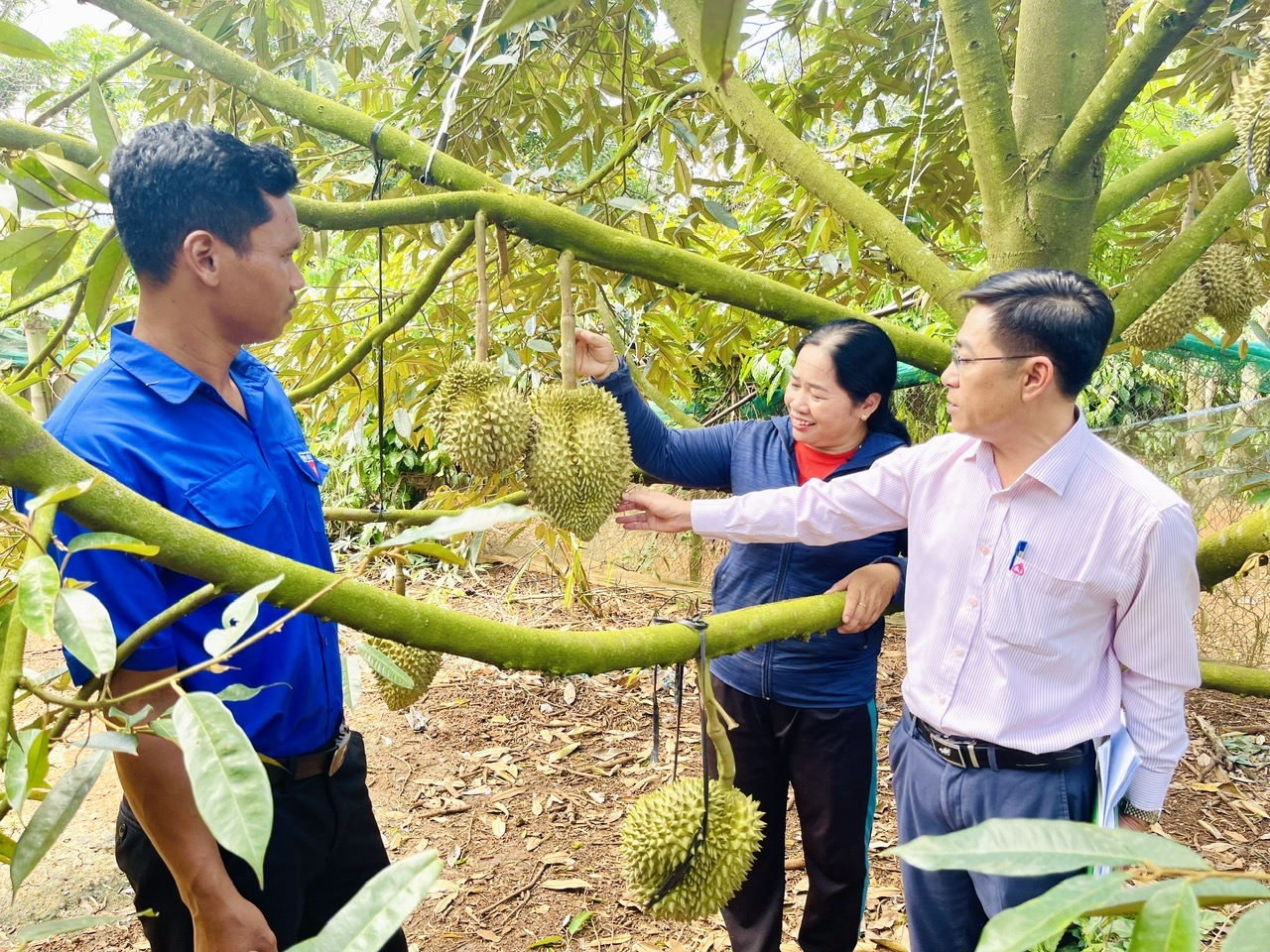 Gia đình chị Triệu Thị Phương (ở thôn Cao Bằng, xã Đắk Phơi, huyện Lắk) phấn khởi khi vườn sầu riêng đã bắt đầu cho lợi nhuận Gia đình chị Triệu Thị Phương (ở thôn Cao Bằng, xã Đắk Phơi, huyện Lắk) phấn khởi khi vườn sầu riêng đã bắt đầu cho lợi nhuận