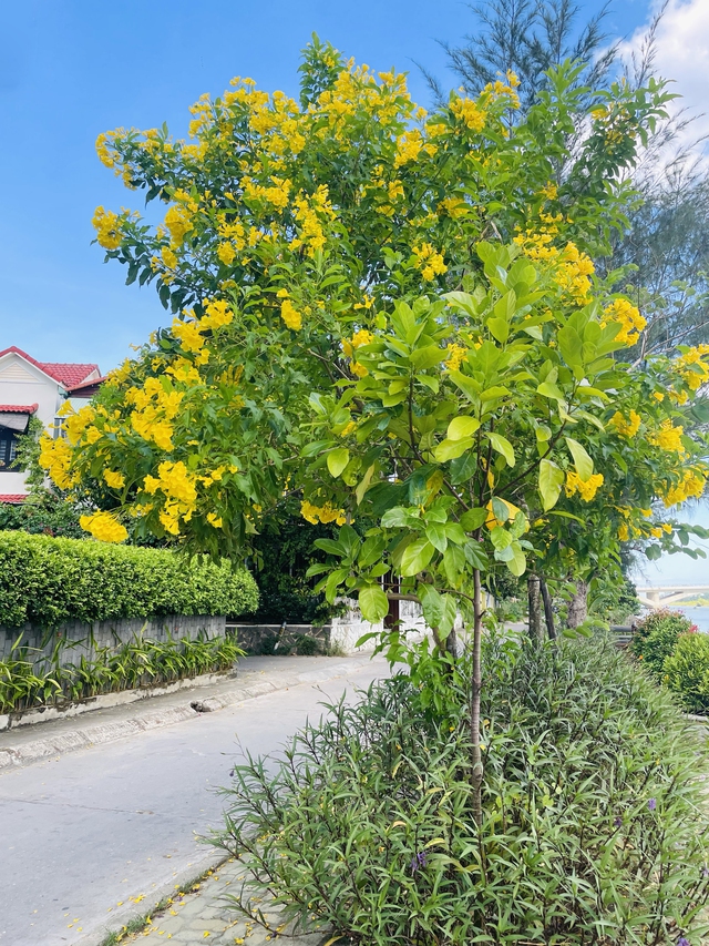 "Photogenèse"- Sự trở lại với cội nguồn của nhiếp ảnh từ thiên nhiên của Isabelle Le Minh - Ảnh 3. "Photogenèse"- Sự trở lại với cội nguồn của nhiếp ảnh từ thiên nhiên của Isabelle Le Minh - Ảnh 3.