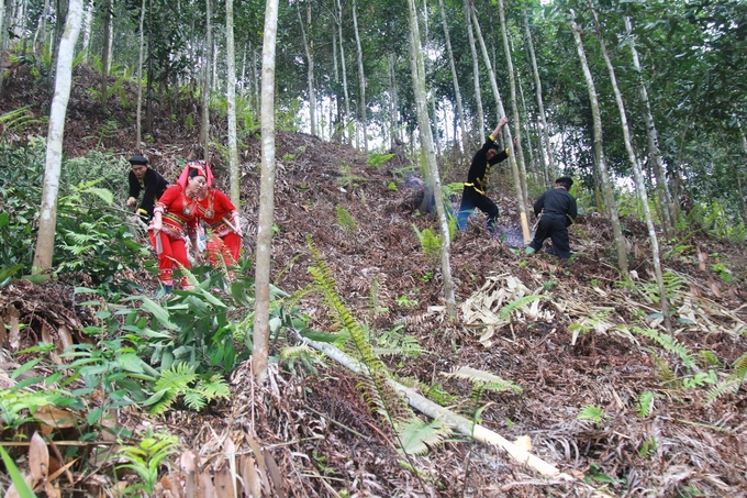 bai-5-can-lam-gi-de-xuat-khau-que-ben-vung-081254_175-222410.jpg Yên Bái hiện là tỉnh có diện tích quế hữu cơ lớn nhất cả nước. Ảnh: NNVN.
