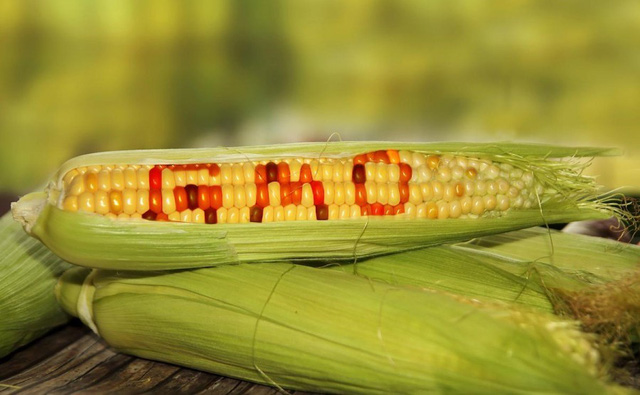 Ăn thực phẩm biến đổi gene có nguy cơ ung thư không?- Ảnh 3. Ăn thực phẩm biến đổi gene có nguy cơ ung thư không?- Ảnh 3.