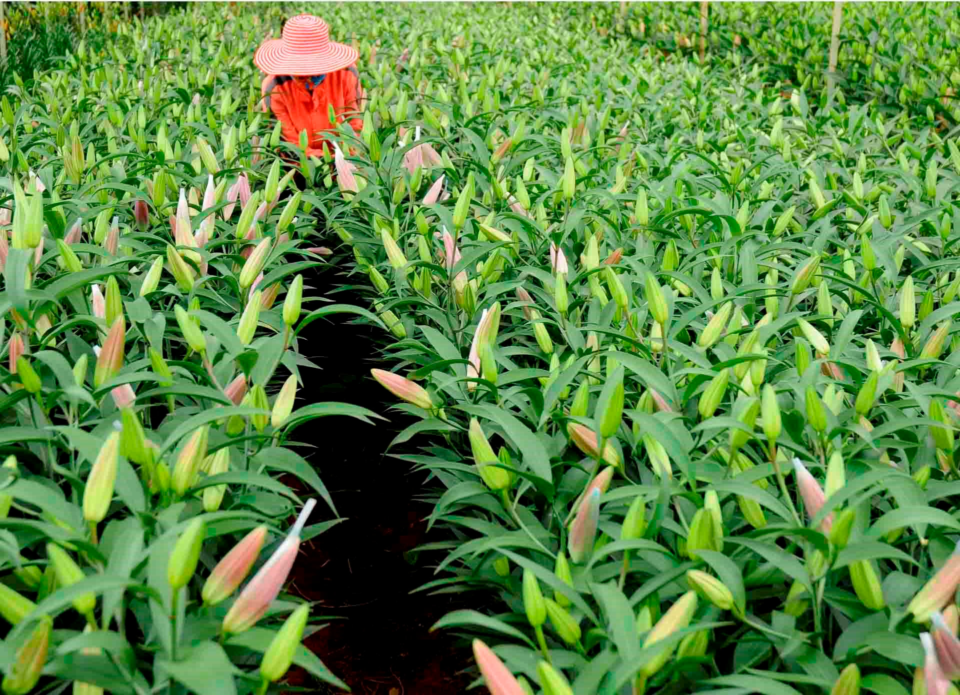 6.-san-xuat-hoa-o-dalat-ha-huu-net.jpg
