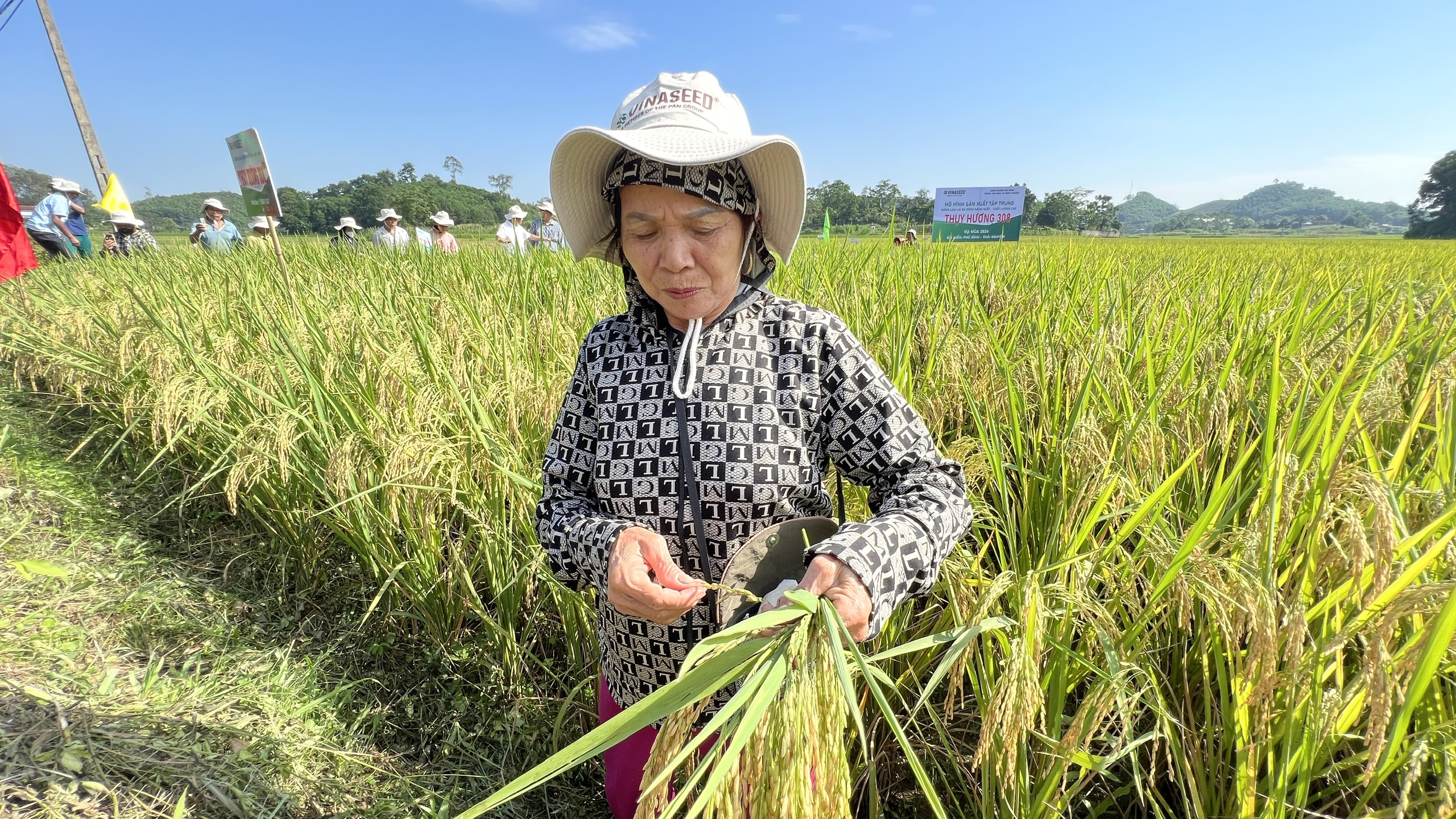 Thái Nguyên: Nông dân mong muốn được mở rộng diện tích giống lúa Thụy Hương 308- Ảnh 2. Thái Nguyên: Nông dân mong muốn được mở rộng diện tích giống lúa Thụy Hương 308- Ảnh 2.