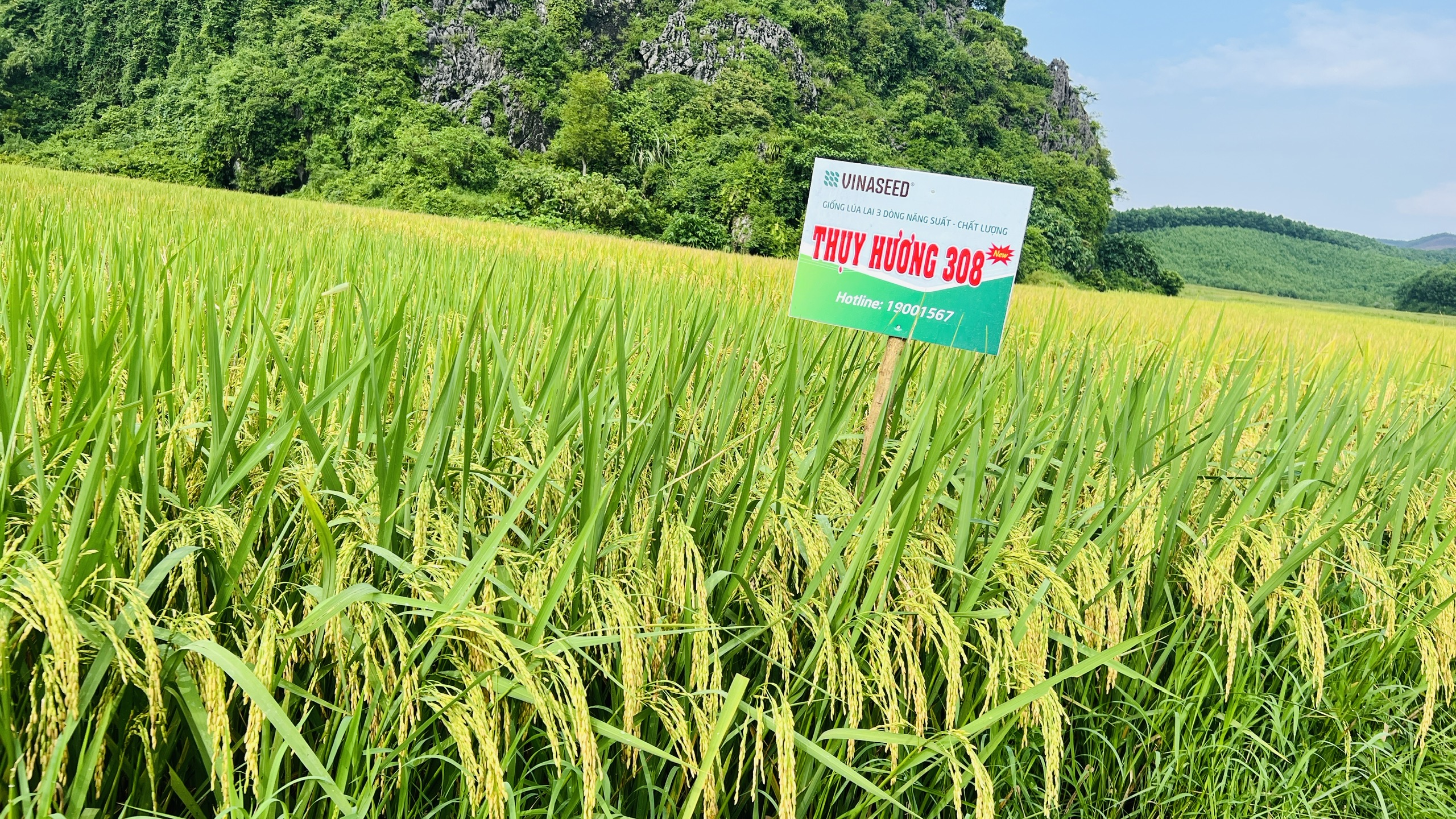 Thái Nguyên: Nông dân mong muốn được mở rộng diện tích giống lúa Thụy Hương 308- Ảnh 3. Thái Nguyên: Nông dân mong muốn được mở rộng diện tích giống lúa Thụy Hương 308- Ảnh 3.