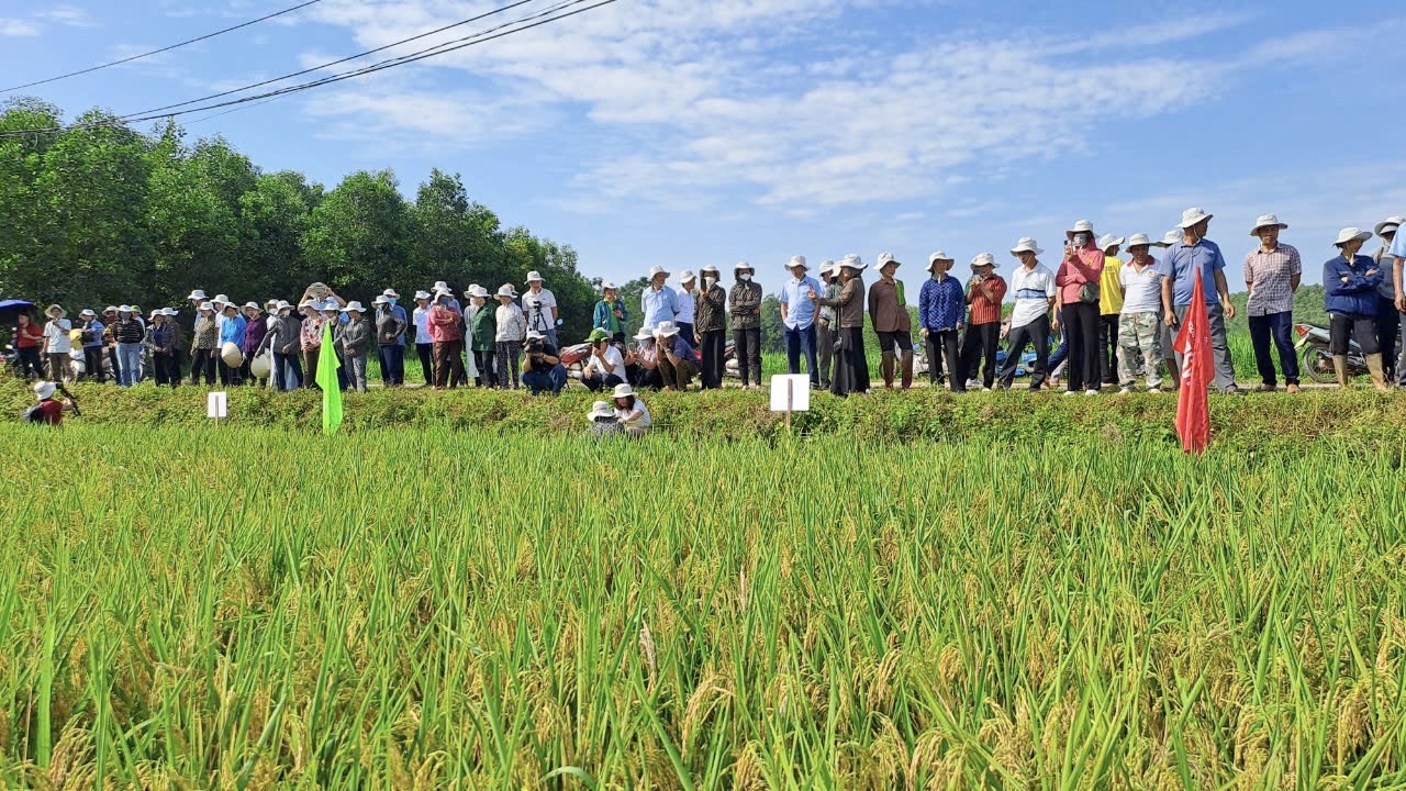Thái Nguyên: Nông dân mong muốn được mở rộng diện tích giống lúa Thụy Hương 308- Ảnh 4. Thái Nguyên: Nông dân mong muốn được mở rộng diện tích giống lúa Thụy Hương 308- Ảnh 4.
