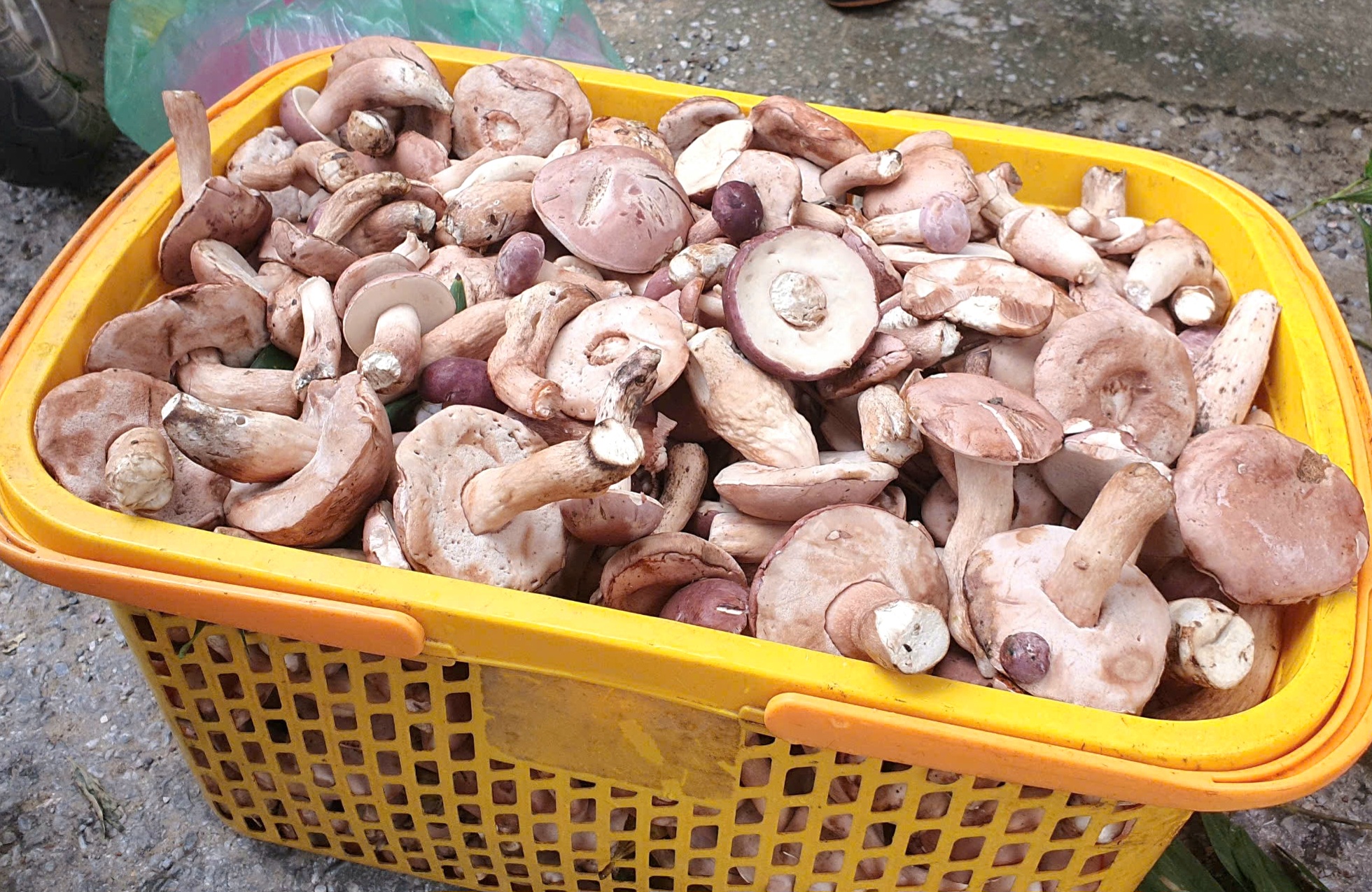 Người dân Quảng Bình rủ nhau đi hái loài nấm béo núc ních, ăn càng đắng càng ngon- Ảnh 3. Người dân Quảng Bình rủ nhau đi hái loài nấm béo núc ních, ăn càng đắng càng ngon- Ảnh 3.