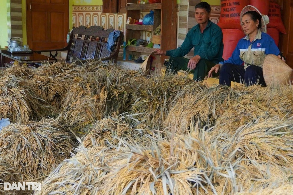130ha lúa tan hoang sau lũ, xã nghèo thiệt hại 10 tỷ đồng - 2 130ha lúa tan hoang sau lũ, xã nghèo thiệt hại 10 tỷ đồng - 2