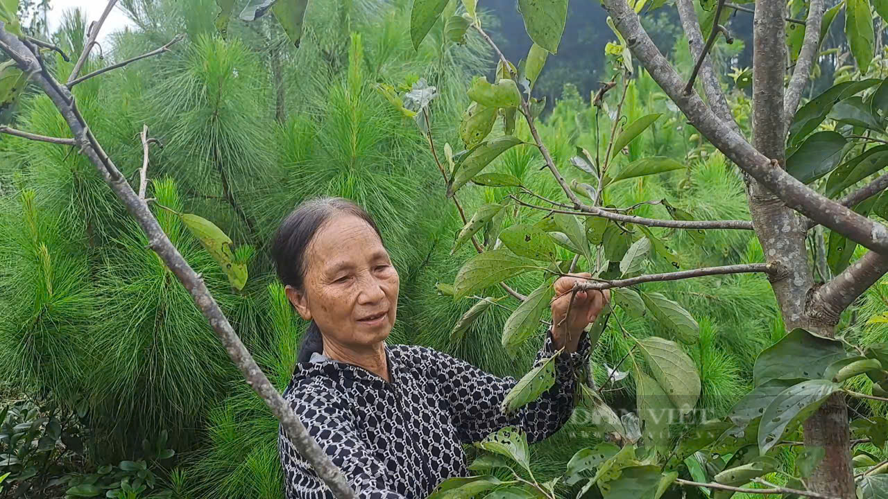 Nhiều nông dân Thái Nguyên nâng cao thu nhập, giảm nghèo nhờ nguồn vốn vay ưu đãi - Ảnh 3.