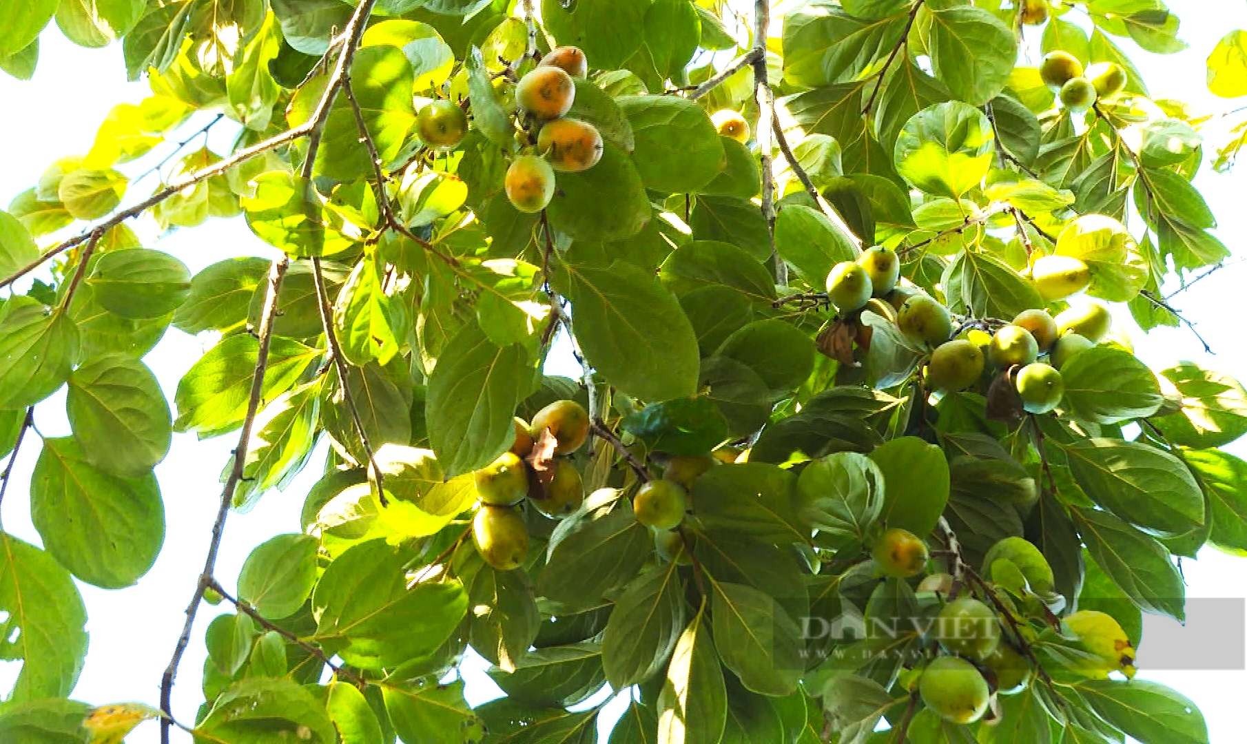 Nông dân miền núi Hà Tĩnh vui mừng khi mùa hồng giòn Yên Du được giá- Ảnh 2. Nông dân miền núi Hà Tĩnh vui mừng khi mùa hồng giòn Yên Du được giá- Ảnh 2.